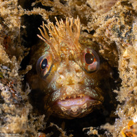 Neoclinus stephensae (Yellowfin Fringehead)