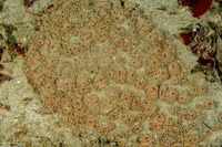 Ritterella pulchra (Ritterella Pulchra)