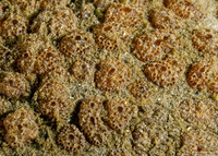 Ritterella pulchra (Ritterella Pulchra)