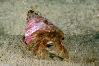 Pagurus beringanus (Bering Hermit Crab)