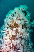 Metridium farcimen (White-Plumed Anemone)
