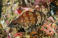 Oxylebius pictus (Painted Greenling)