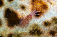 Copepoda sp.1 (Copepod)