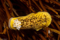 Peltodoris nobilis (Sea Lemon)