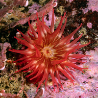 Urticina eques (White-Spotted Rose Anemone)