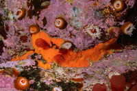 Clathria sp.2 (Clathria sp.2)