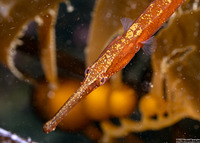 Syngnathus leptorhynchus (Bay Pipefish)
