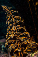 Stephanocystis osmundacea (Chain-Bladder Kelp)