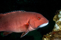 Semicossyphus pulcher (California Sheephead)