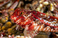 Orthonopias triacis (Snubnose Sculpin)