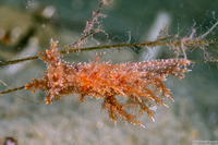 Dendronotus venustus (Branched Dendronotus)