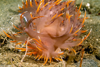 Dendronotus iris (Rainbow Dendronotus)