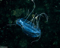 Solmissus sp.1 (Dinner Plate Jelly)