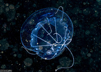 Solmissus sp.1 (Dinner Plate Jelly)