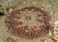 Urticina clandestina (Urticina Clandestina)