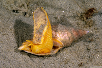 Megasurcula carpenteriana (Carpenter's Turrid)