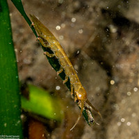 Pentidotea resecata (Kelp Isopod)
