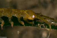 Pentidotea resecata (Kelp Isopod)