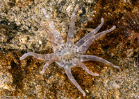 Halcampa decemtentaculata (Burrowing Anemone)