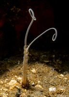 Chaetopteridae sp.1 (Jointed Tubeworm)