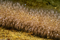 Lepas pacifica (Pacific Gooseneck Barnacle)