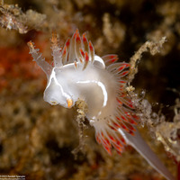Coryphella trilineata (Three-Lined Aeolid)