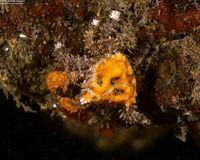 Phyllolithodes papillosus (Heart Crab)