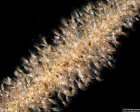 Lepas pacifica (Pacific Gooseneck Barnacle)