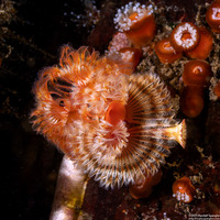 Serpula columbiana (Serpulid Worm)