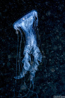 Phacellophora camtschatica (Egg-Yolk Jelly)