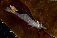 Heptacarpus tenuissimus (Slender Shrimp)
