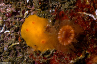 Aldisa sanguinea (Red Aldisa)