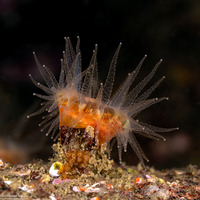 Balanophyllia elegans (Orange Cup Coral)