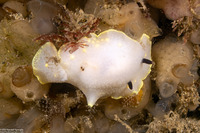 Cadlina flavomaculata (Yellow-Spot Cadlina)