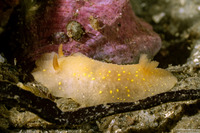 Cadlina modesta (Modest Cadlina)
