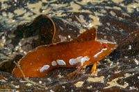Gibbonsia montereyensis (Crevice Kelpfish)