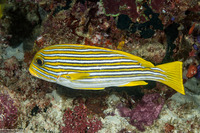 Plectorhinchus polytaenia (Ribbon Sweetlips)