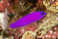 Pictichromis porphyrea (Magenta Dottyback)