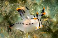 Thecacera picta (Painted Thecacera)