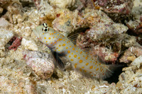 Amblyeleotris guttata (Spotted Shrimpgoby)