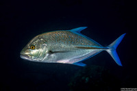 Caranx melampygus (Bluefin Trevally)