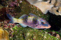 Parupeneus crassilabris (Doublebar Goatfish)