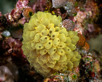 Pycnoclavella flava (Pycnoclavella flava)