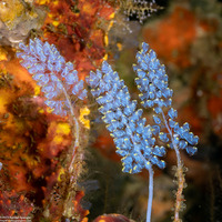 Perophora namei (Blue Bell Sea Squirt)