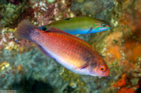 Cirrhilabrus punctatus (Dotted Fairy Wrasse)