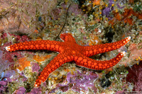 Fromia hemiopla (Armored Sea Star)