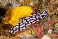 Phyllidiella pustulosa (Pustulose Phyllidia)