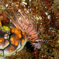 Pterois antennata (Spotfin Lionfish)