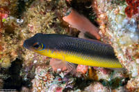 Pseudochromis ammeri (Raja Ampat Dottyback)