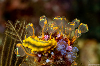 Clavelina detorta (Clavelina Detorta)